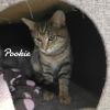 Pookie & Tootsie photo 2