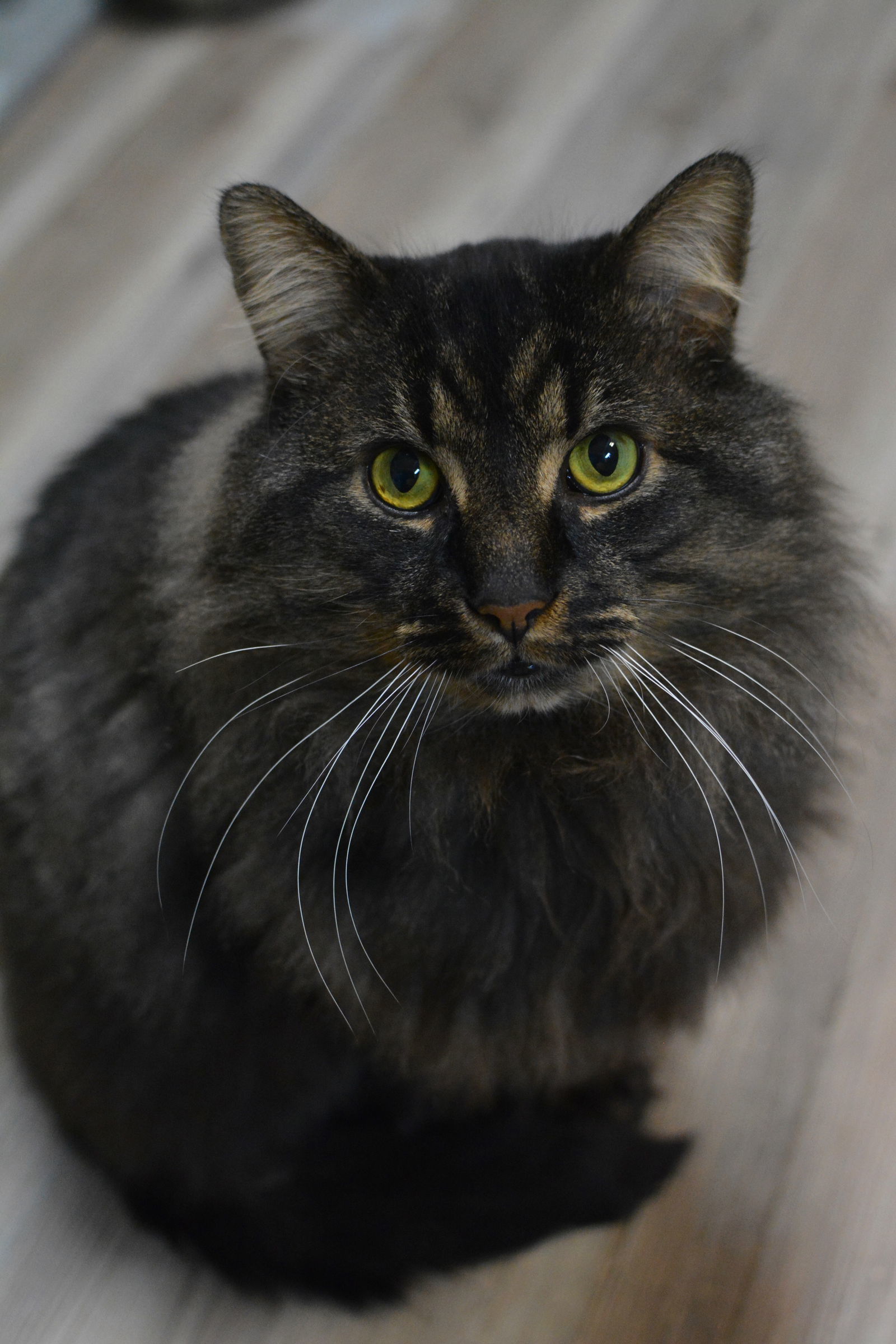 Juno