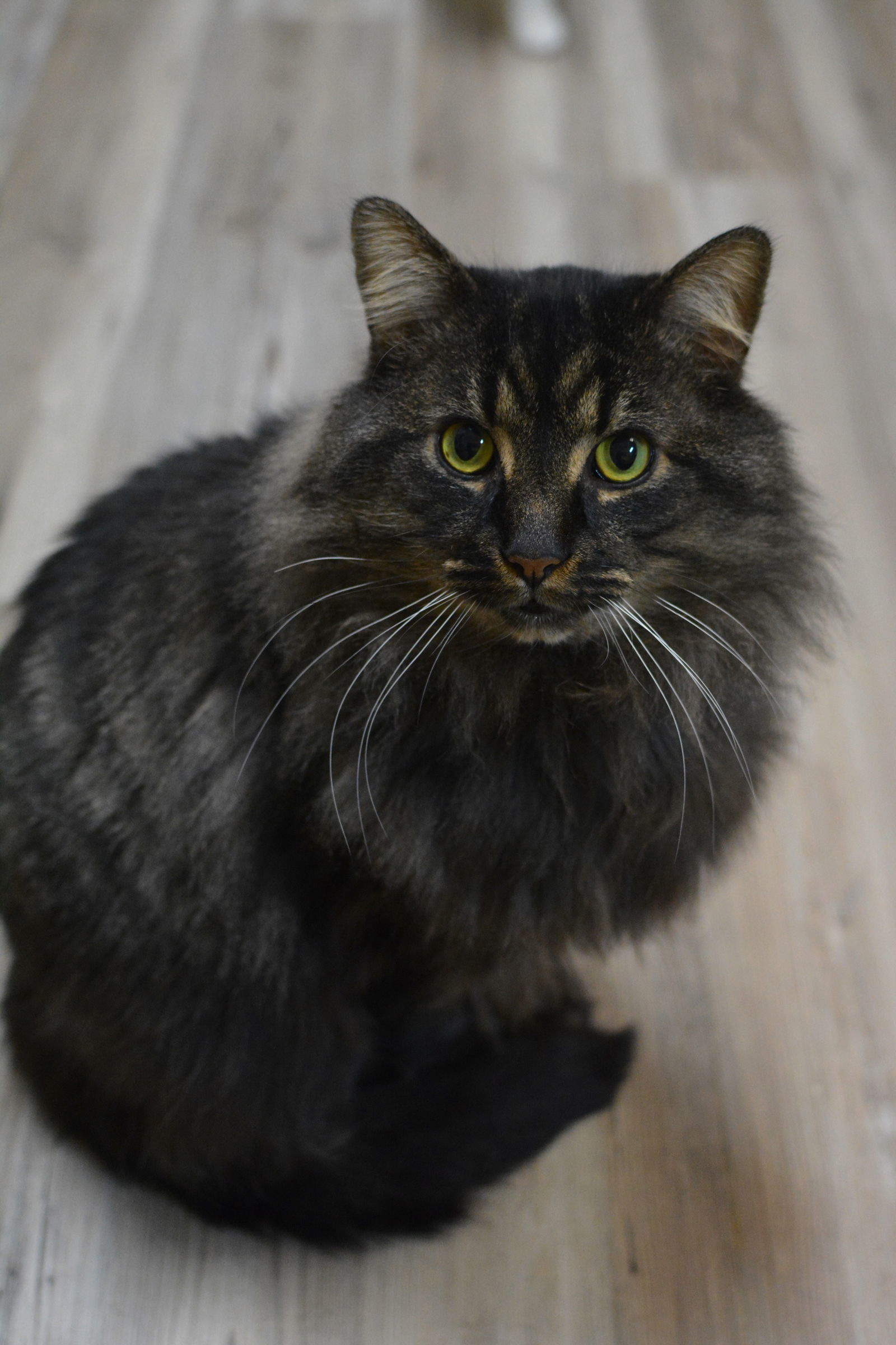 Juno