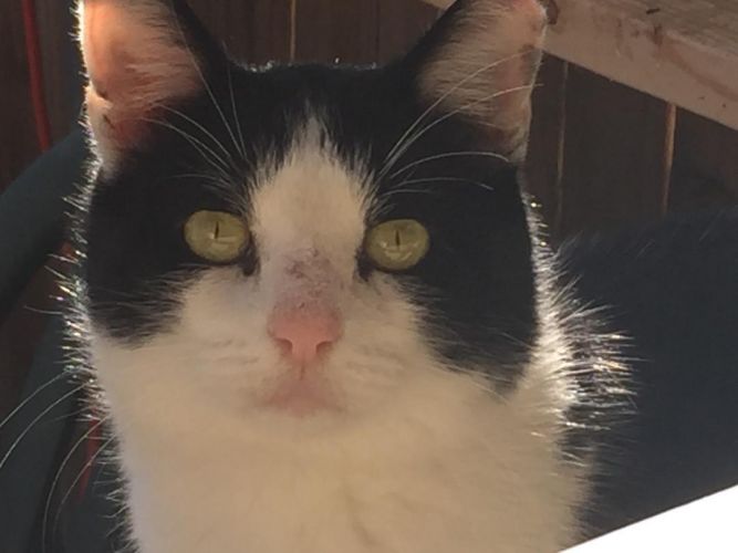 Tobias