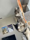 Fluff (& Etta) photo 3
