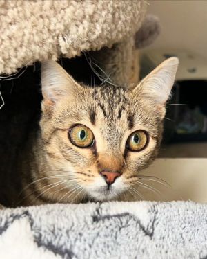 Etta (& Fluff), Young Female unknown