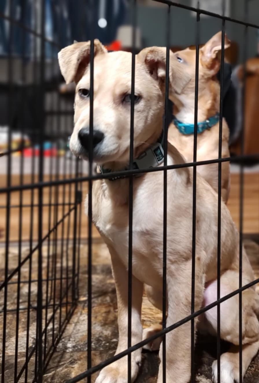Elvis, an adoptable Mountain Cur in New London, WI, 54961 | Photo Image 7