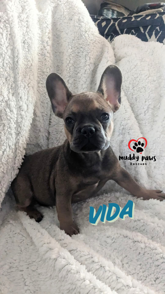 Vida - Special Needs