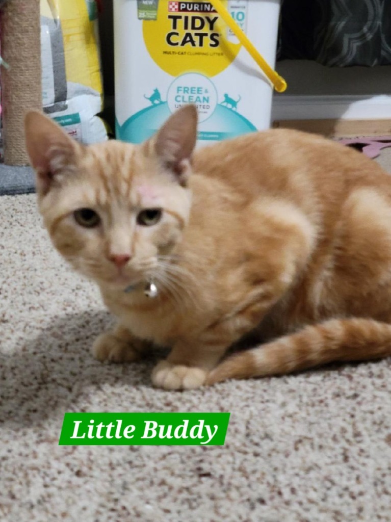 Little Buddy