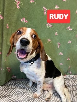 Rudy