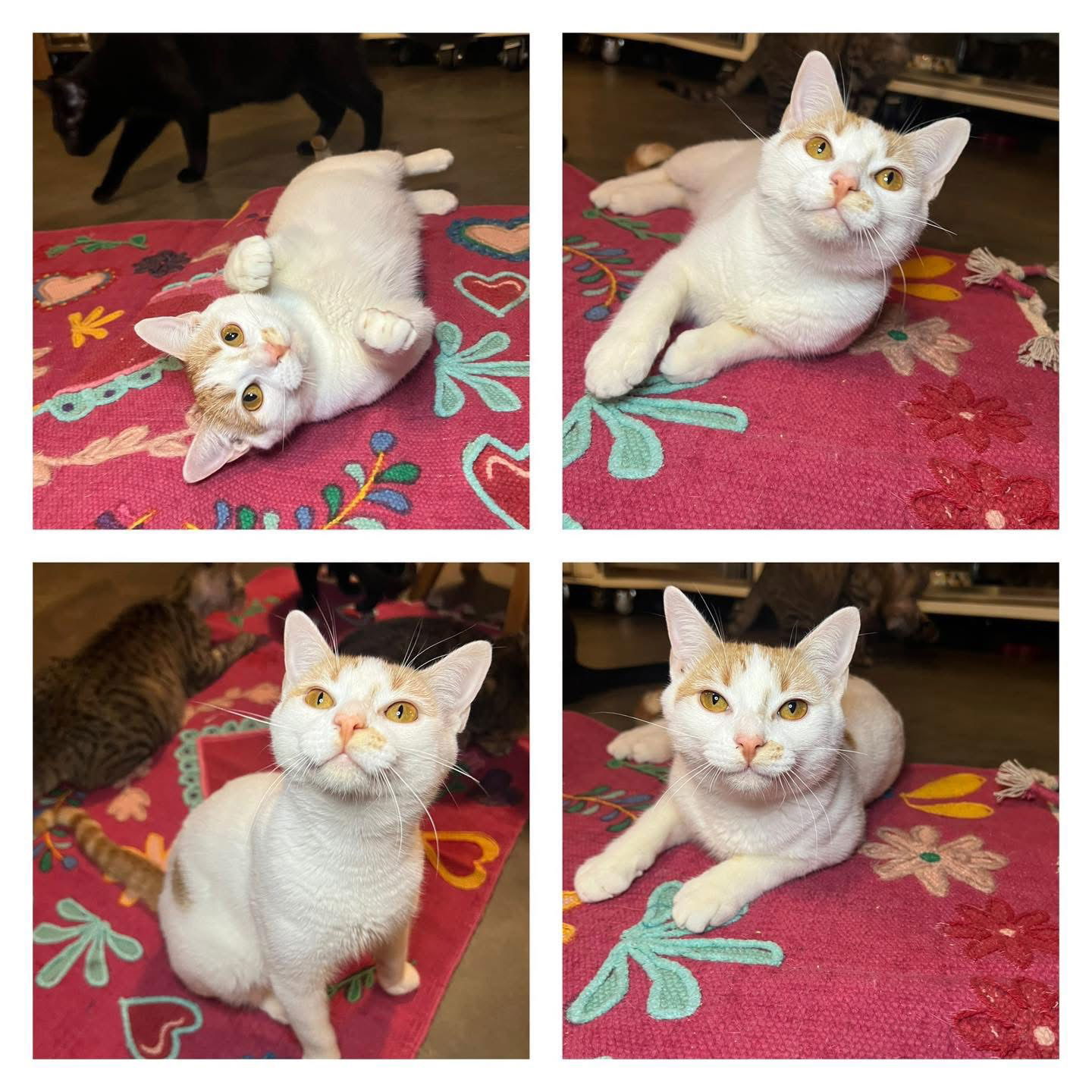 Biscuit