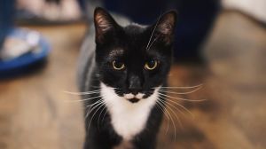 Romeo, Adult Male unknown