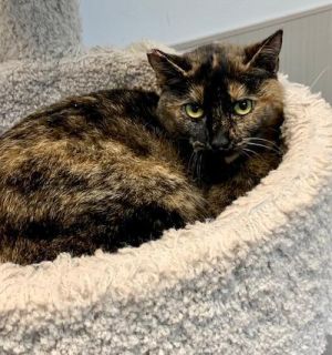 Candace, Adult Female Tortoiseshell