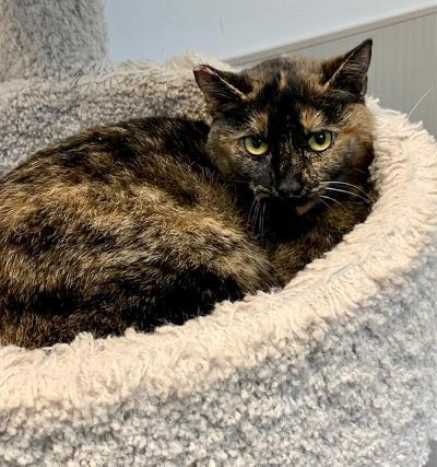 Candace, an adoptable Tortoiseshell in West Hills, CA, 91307 | Photo Image 1