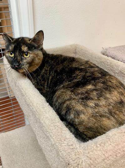 Candace, an adoptable Tortoiseshell in West Hills, CA, 91307 | Photo Image 3
