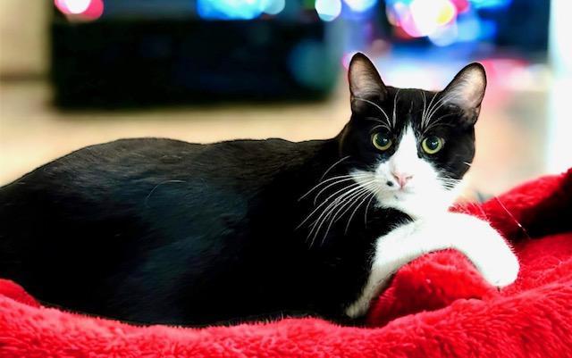 Laguna, an adoptable Domestic Short Hair in West Hills, CA, 91307 | Photo Image 1