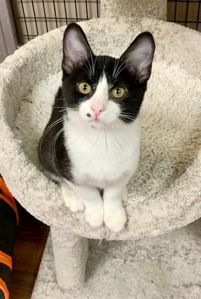 Laguna, an adoptable Domestic Short Hair in West Hills, CA, 91307 | Photo Image 2