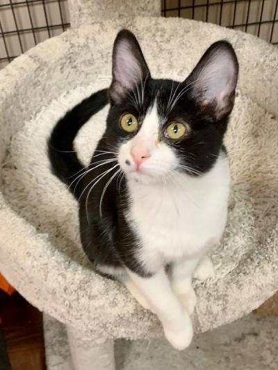 Laguna, an adoptable Domestic Short Hair in West Hills, CA, 91307 | Photo Image 3