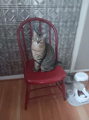 Ardmore, Adult Female Domestic Short Hair