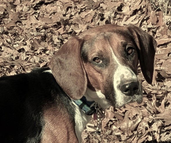 Barkley