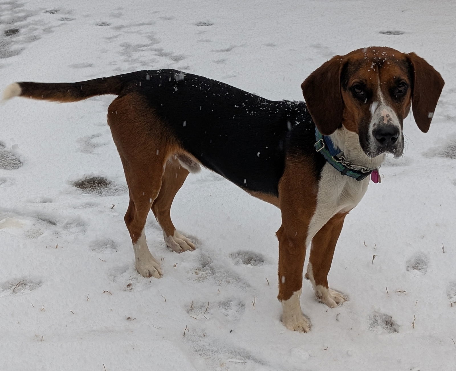Barkley