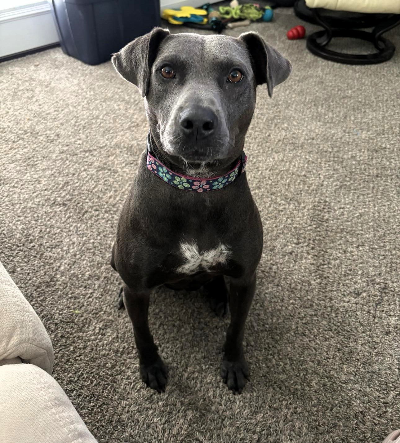 Lola, an adoptable Mixed Breed in Shelburne, VT, 05482 | Photo Image 1
