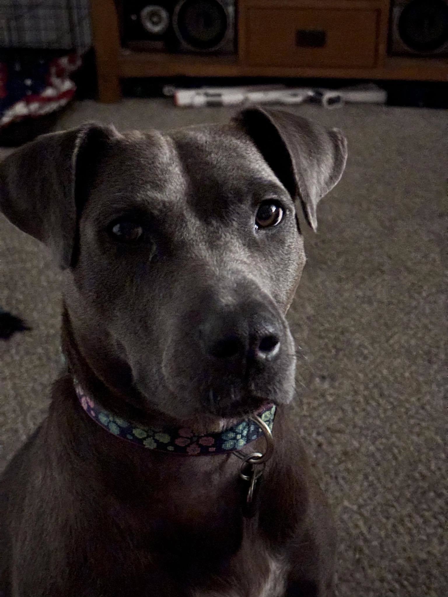 Lola, an adoptable Mixed Breed in Shelburne, VT, 05482 | Photo Image 2