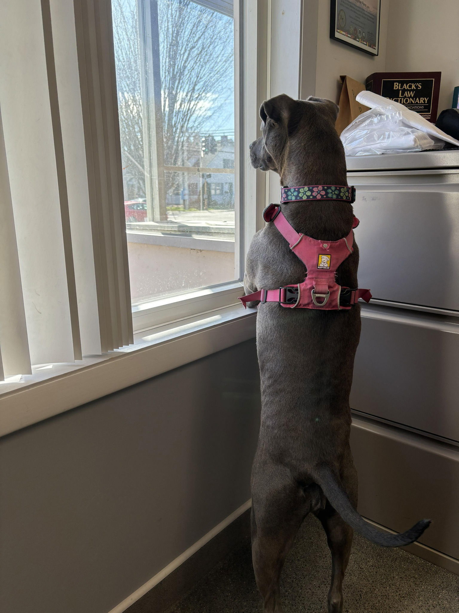 Lola, an adoptable Mixed Breed in Shelburne, VT, 05482 | Photo Image 3