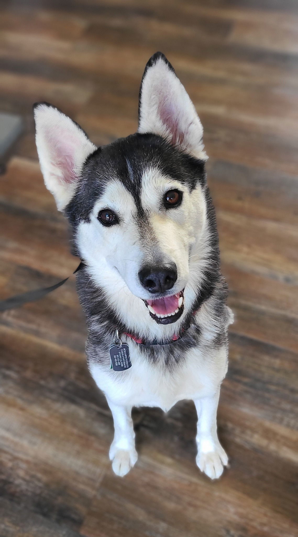Ferda aka Katniss, an adoptable Mixed Breed in Shelburne, VT, 05482 | Photo Image 1