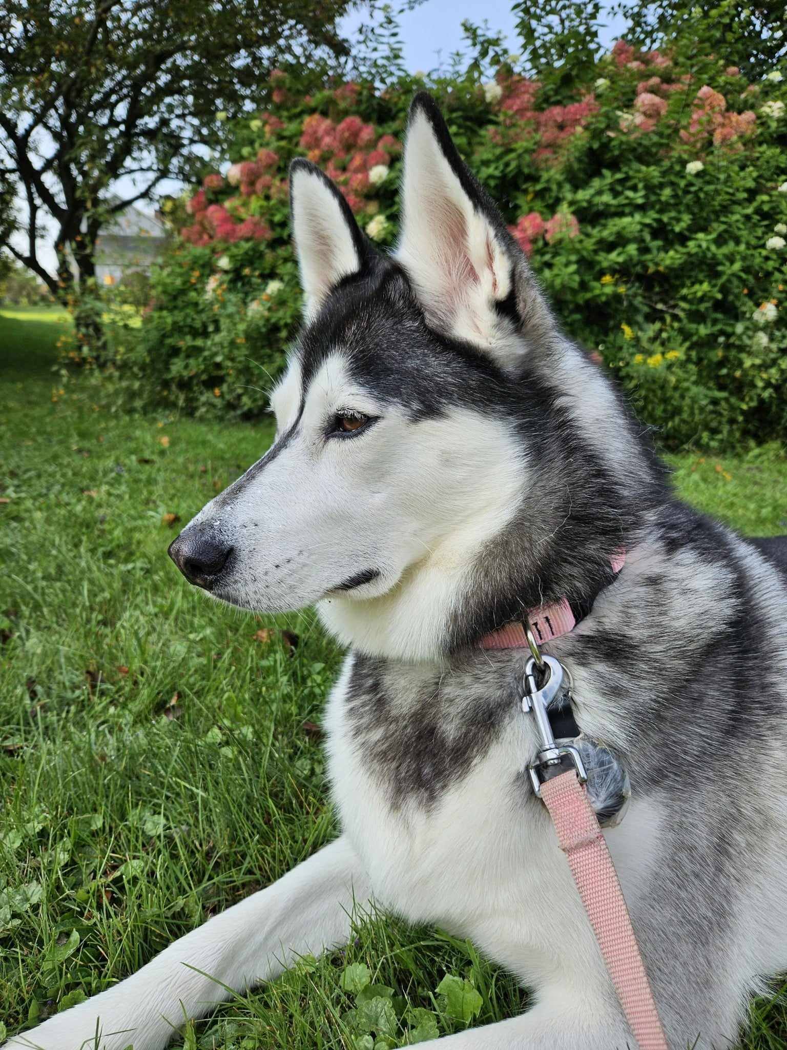 Ferda aka Katniss, an adoptable Mixed Breed in Shelburne, VT, 05482 | Photo Image 2