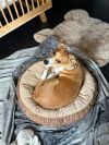 Milo photo 2