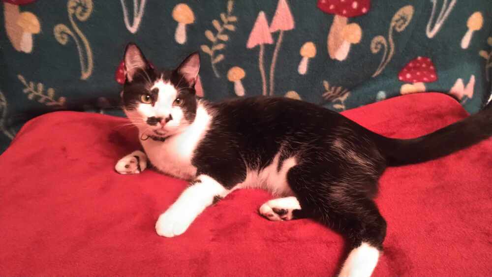 Ginger Spice, an adoptable Domestic Short Hair in Lebanon, OR, 97355 | Photo Image 1