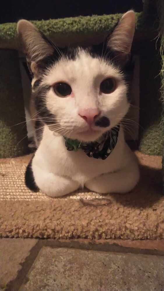 Sporty Spice, an adoptable Domestic Short Hair in Lebanon, OR, 97355 | Photo Image 1