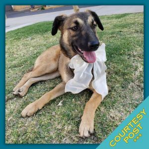 Matilda (CP), Baby Female Mixed Breed