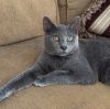 PATTY-shy/need cat companion photo 1
