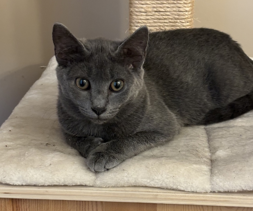 PATTY-shy/need cat companion