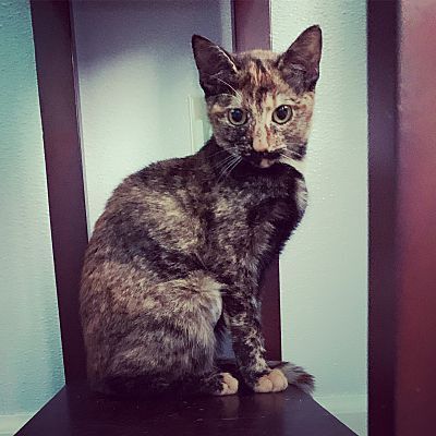 VIOLA-shy/bonded pair