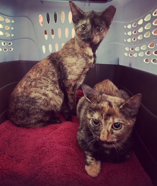 VIOLA-shy/bonded pair