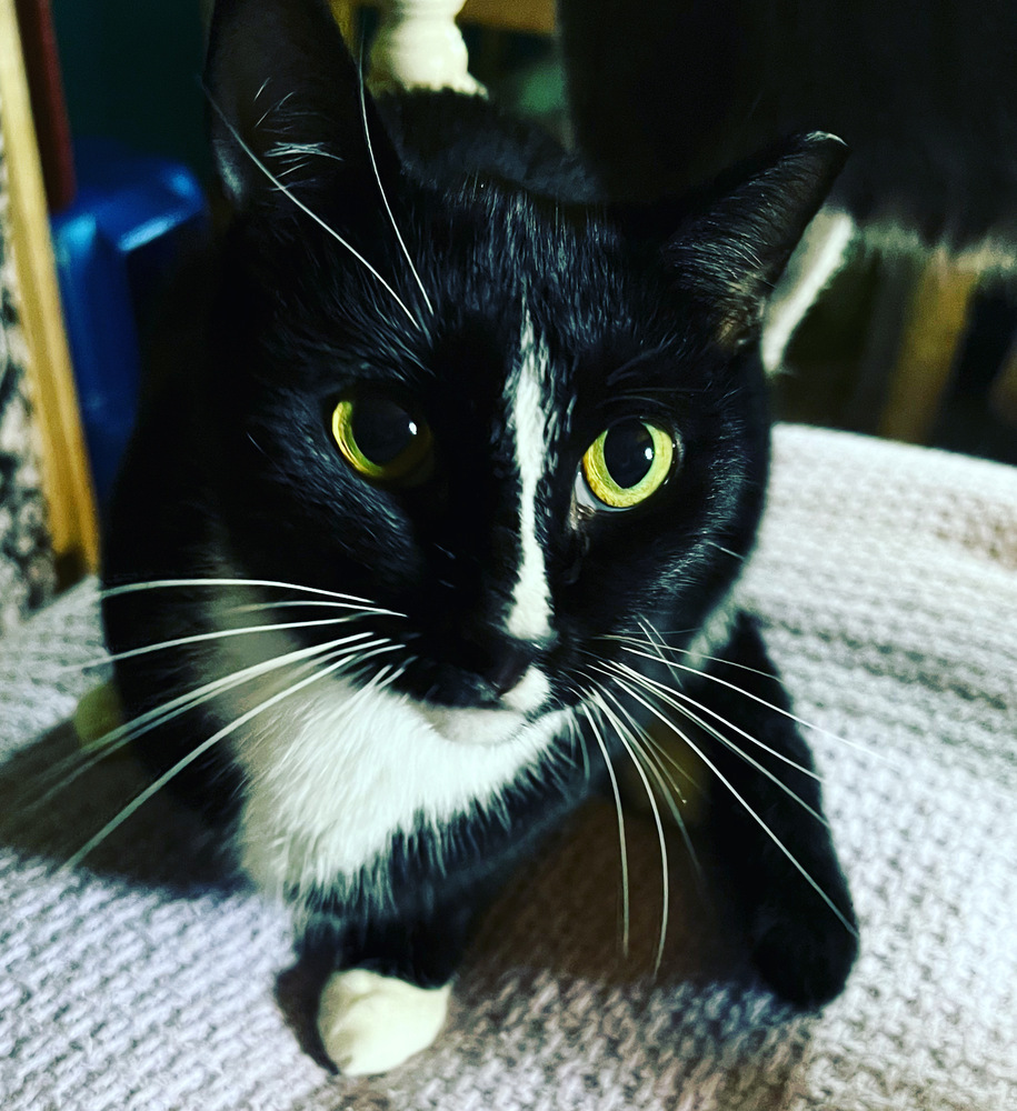 MELODY-shy tripod born 11/2020