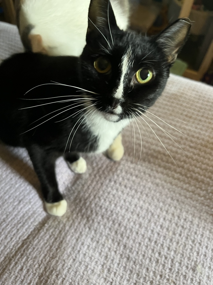 MELODY-shy tripod born 11/2020