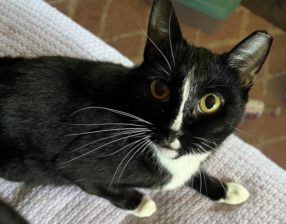 MELODY-shy tripod born 11/2020