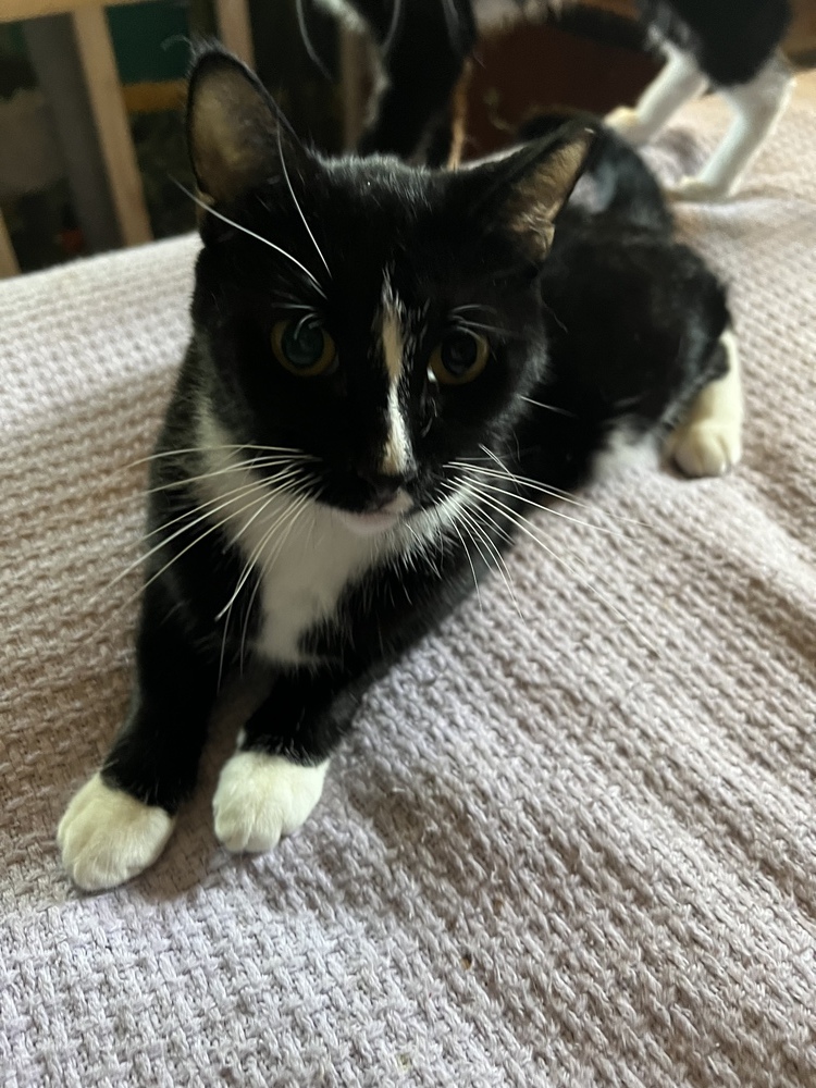 MELODY-shy tripod born 11/2020