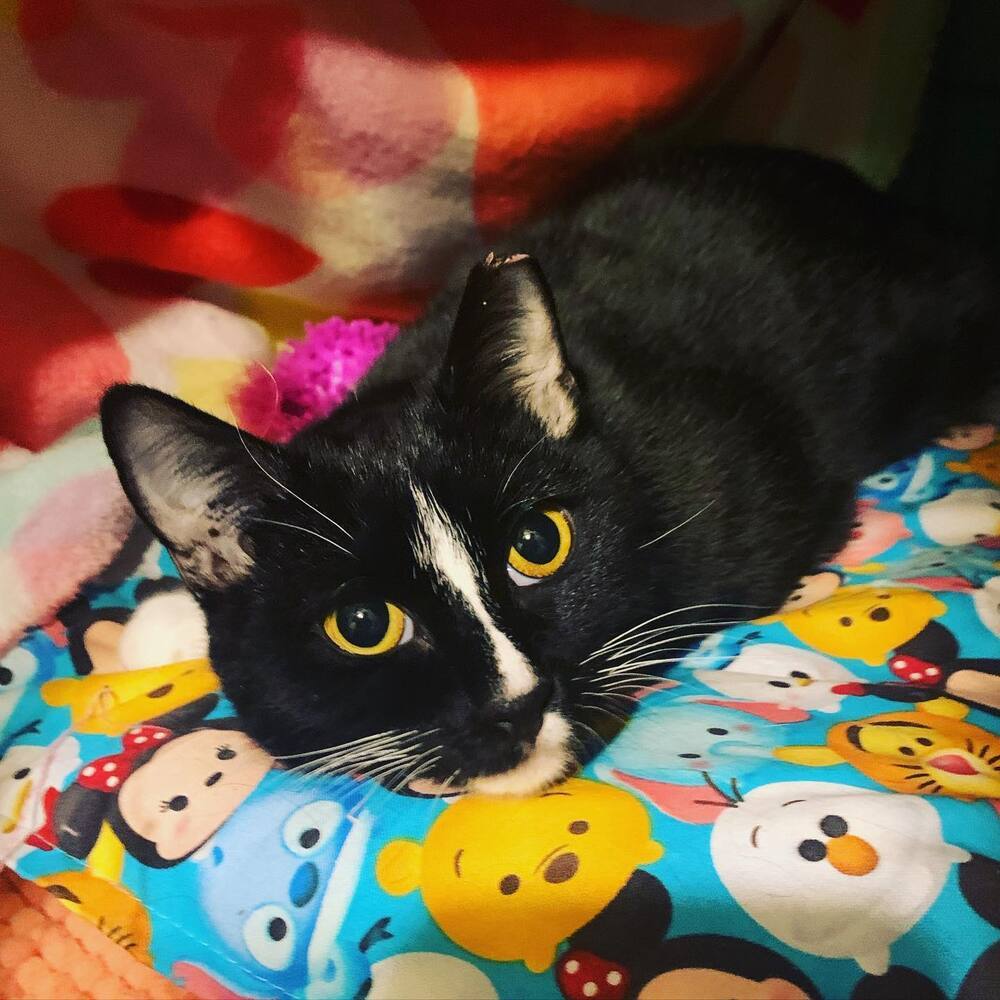 MELODY-shy tripod born 11/2020