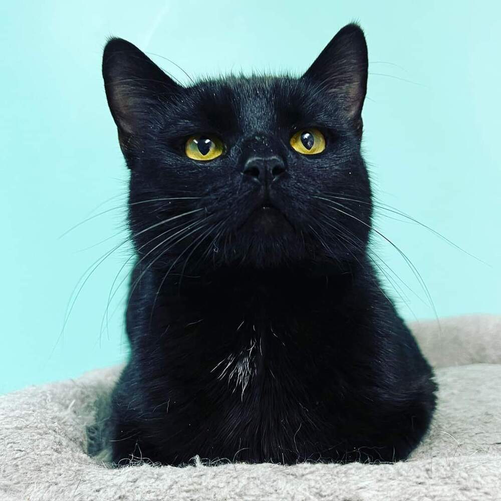 JACK BLACK-born 2021