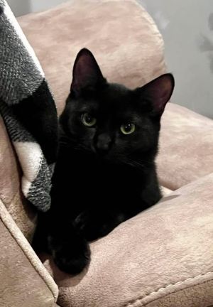 MAGGIE, Young Female Domestic Short Hair