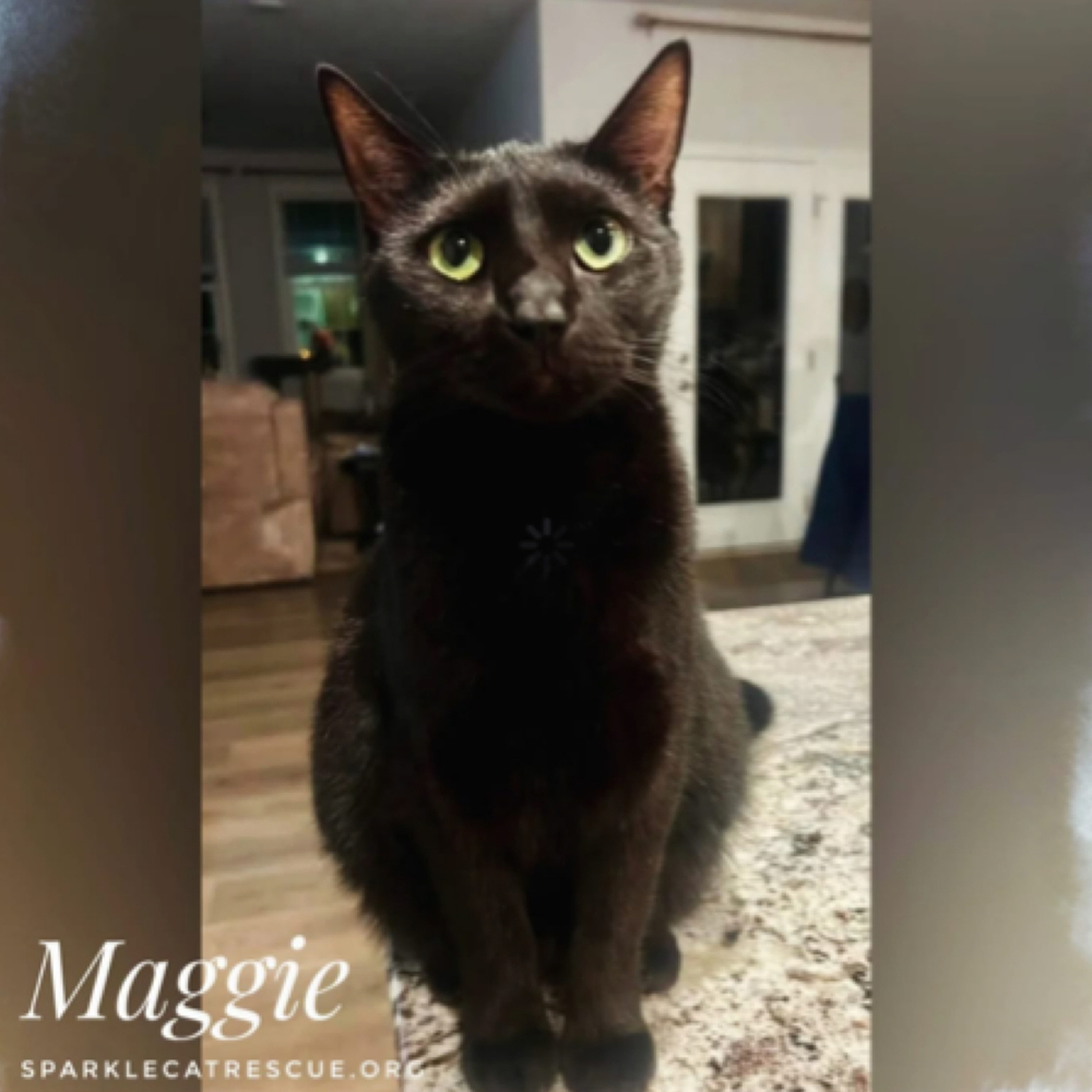 MAGGIE