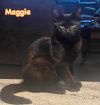 MAGGIE photo 4