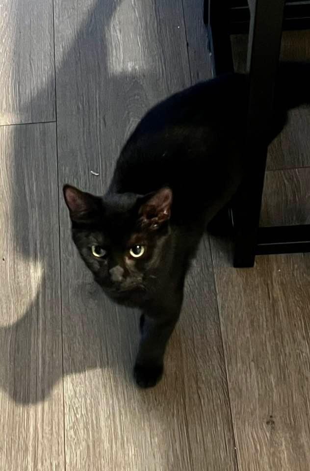 MAGGIE