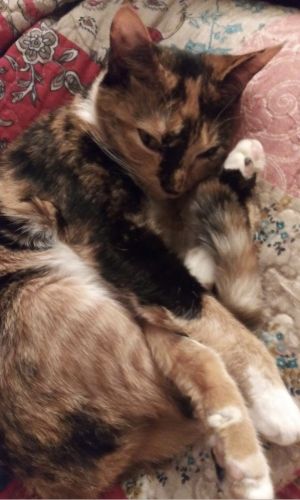 MARA, Adult Female Domestic Short Hair
