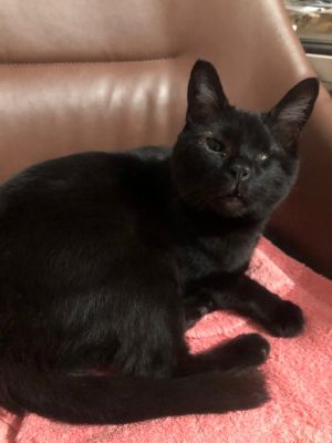 CALLIE-special needs (adopt with sister Piper), Adult Female Domestic Short Hair