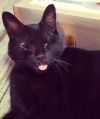 CALLIE-special needs (adopt with sister Piper) photo 2