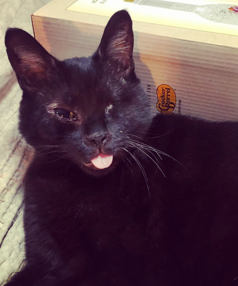 CALLIE-special needs (adopt with sister Piper)