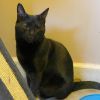 CALLIE-special needs (adopt with sister Piper) photo 3