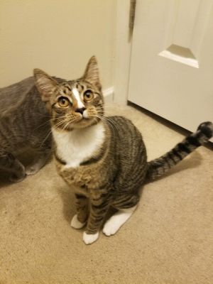 ROWDY, Young Female Domestic Short Hair